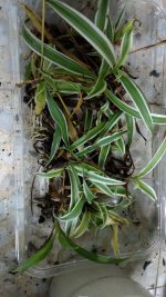 WhatsApp Image 2023-04-09 at 20.37.48.jpeg