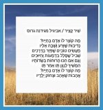 שיר קציר.jpg
