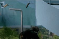 shai.gif