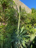 זיהוי בבקשה.jpg