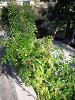 20201226_125540 (Medium).jpg