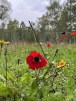 IMG_1607.jpeg