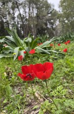 IMG_1596.jpeg