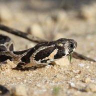 לוכד נחשים איתמר אריאלי